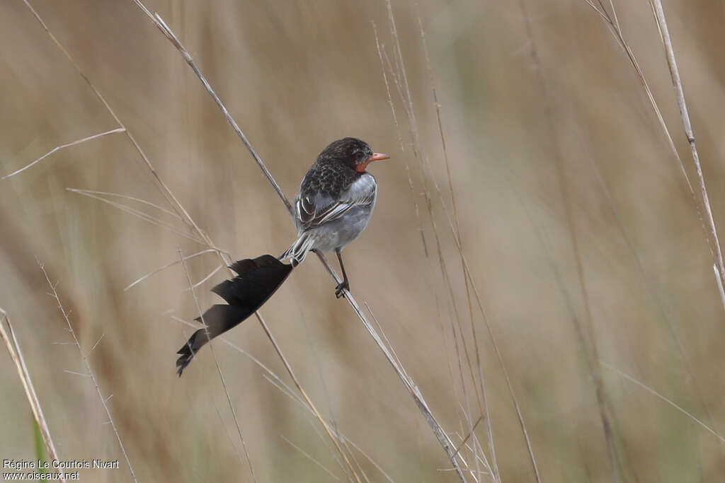 Moucherolle à queue large mâle, composition
