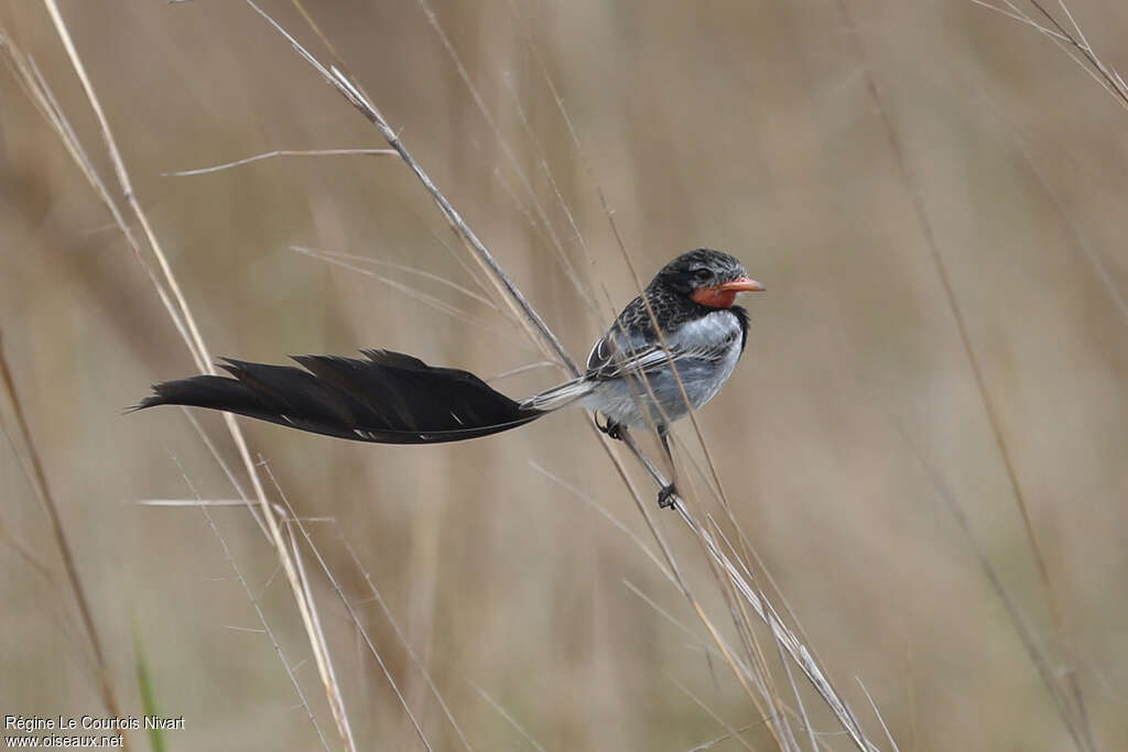 Moucherolle à queue large mâle, portrait