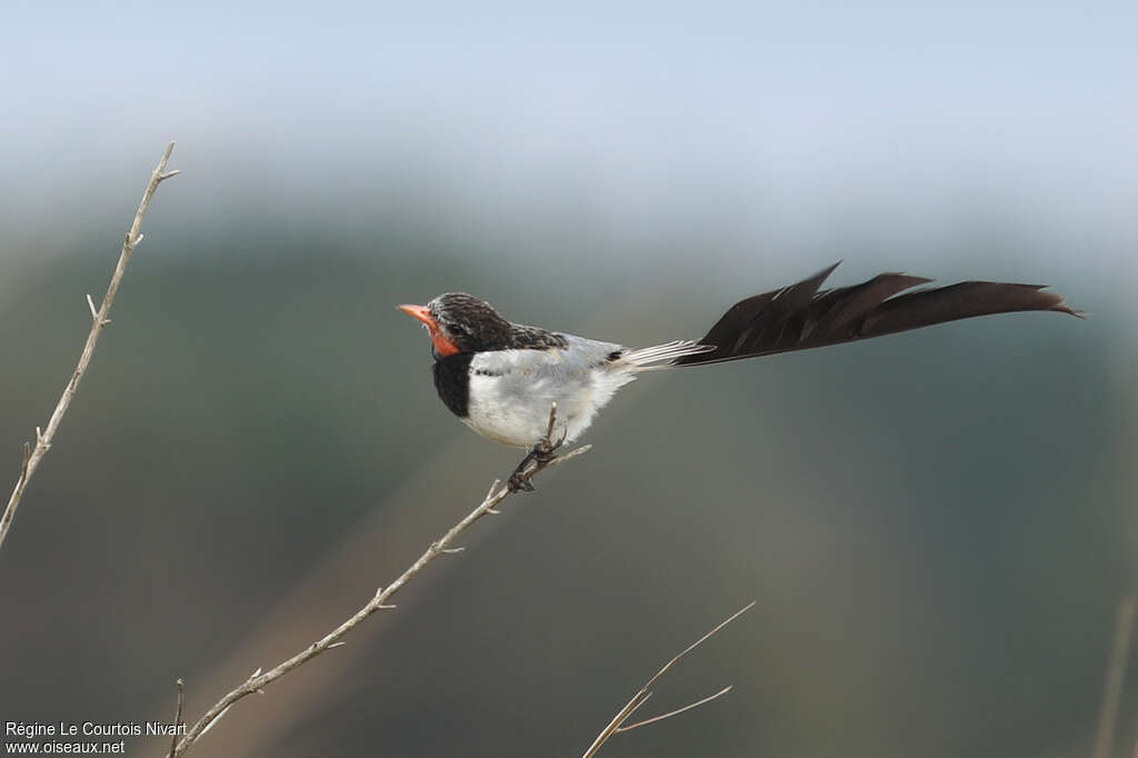 Moucherolle à queue large mâle