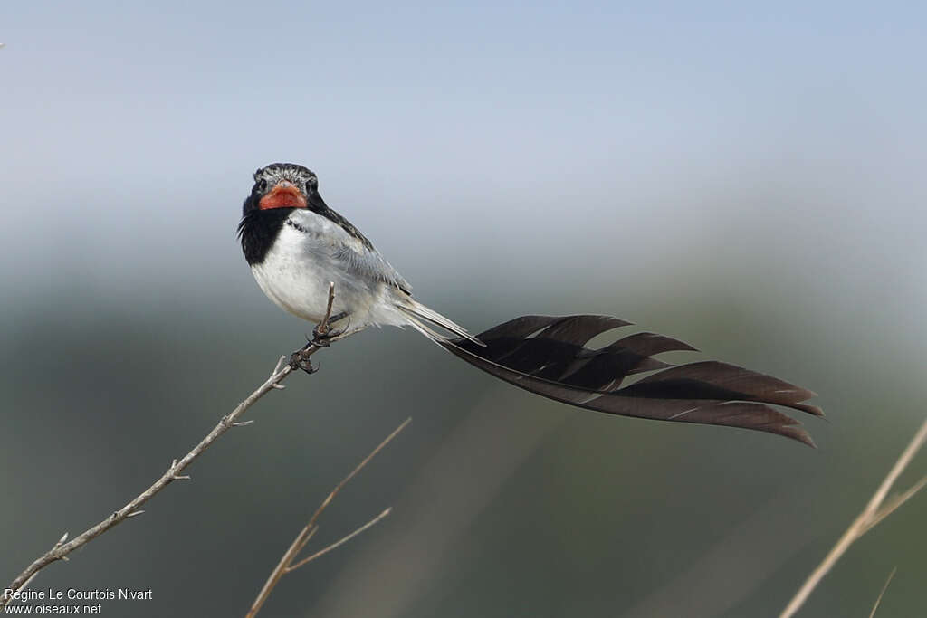 Moucherolle à queue large mâle