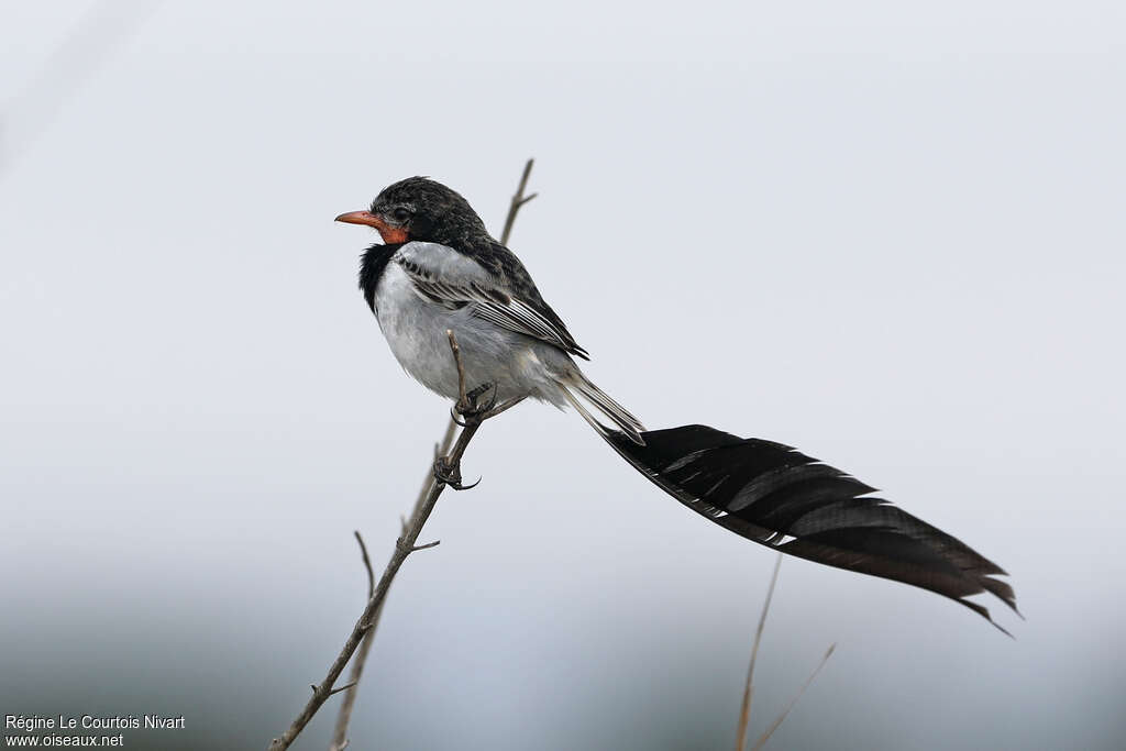 Moucherolle à queue large mâle, portrait