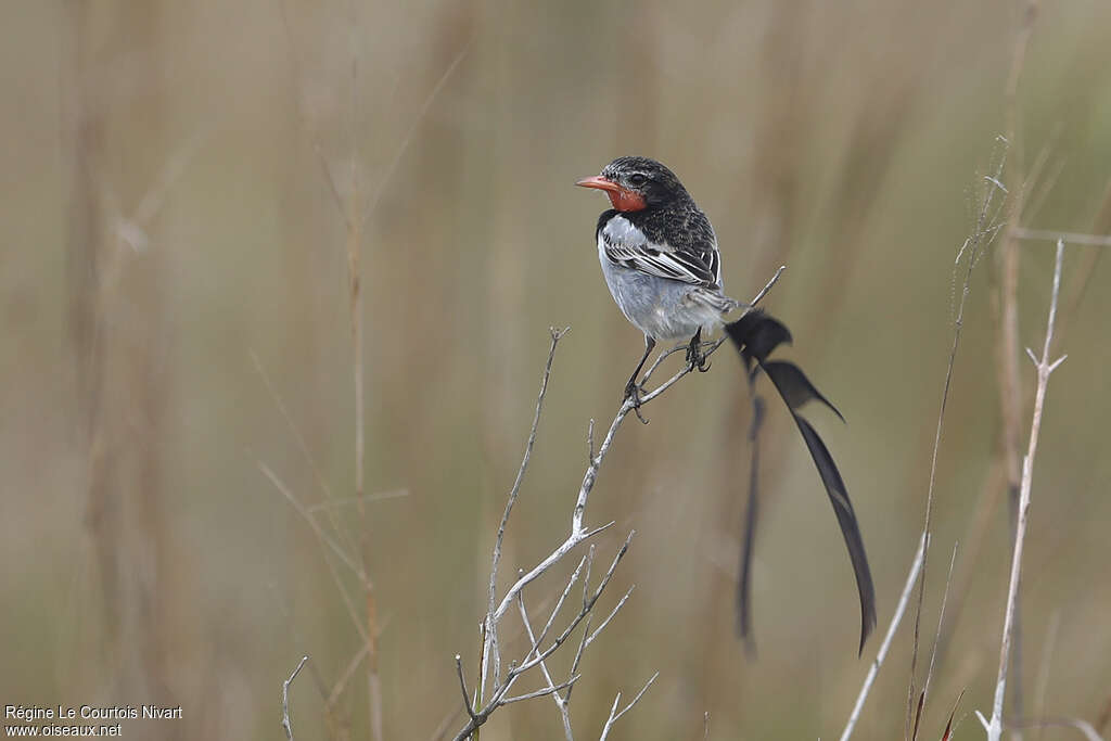 Moucherolle à queue large