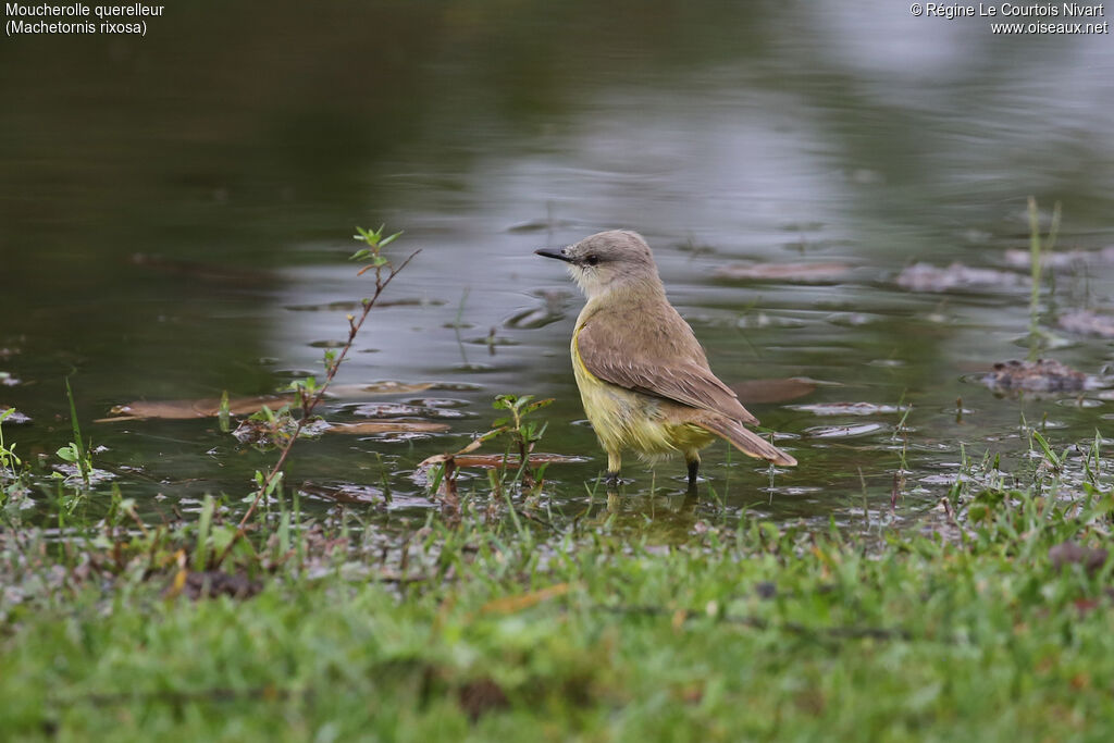 Moucherolle querelleur