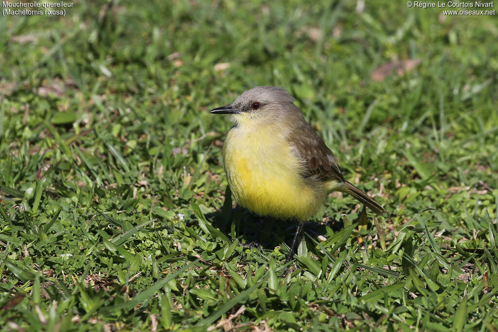 Moucherolle querelleur - Tyran querelleur<br />