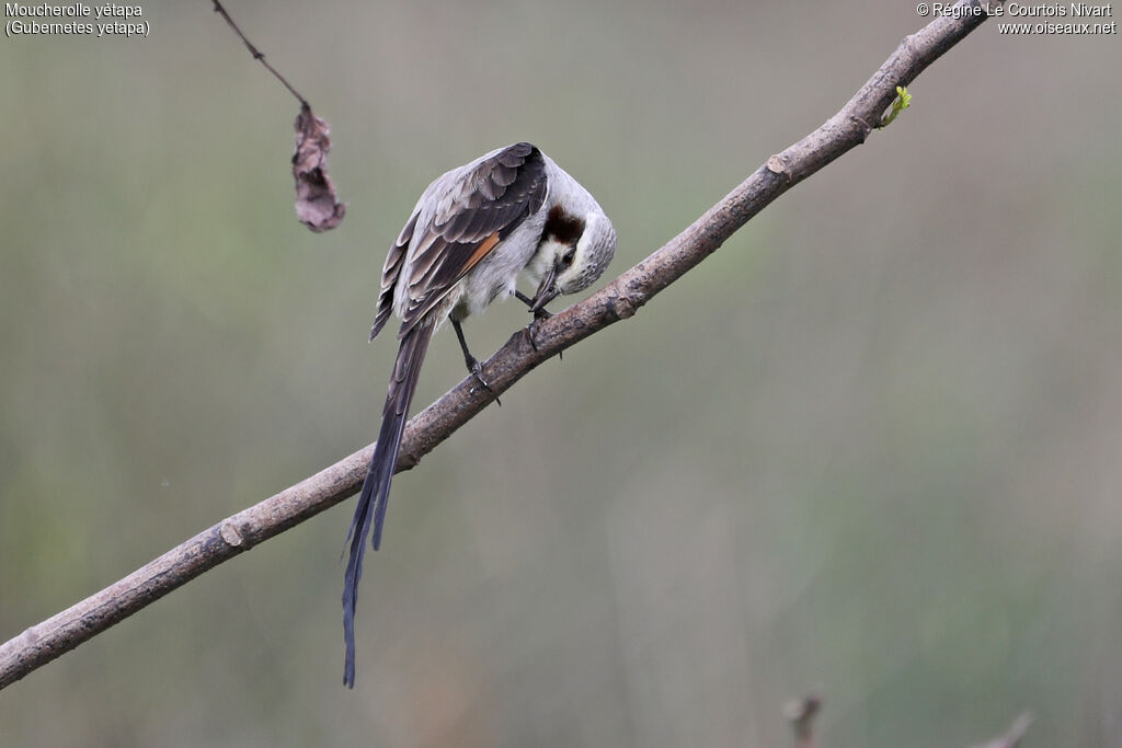 Moucherolle yétapa mâle adulte, soins