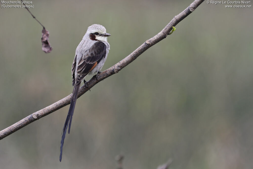 Moucherolle yétapa mâle adulte