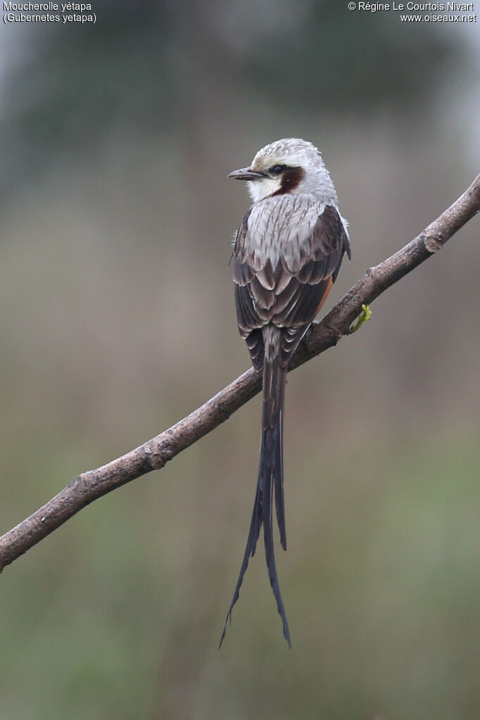 Moucherolle yétapa mâle adulte
