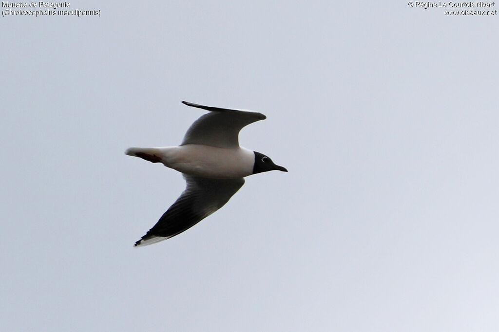 Mouette de Patagonie