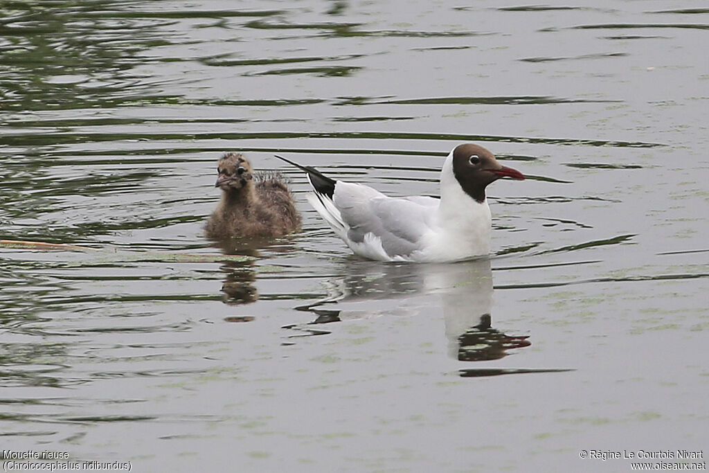 Black-headed Gull, Reproduction-nesting
