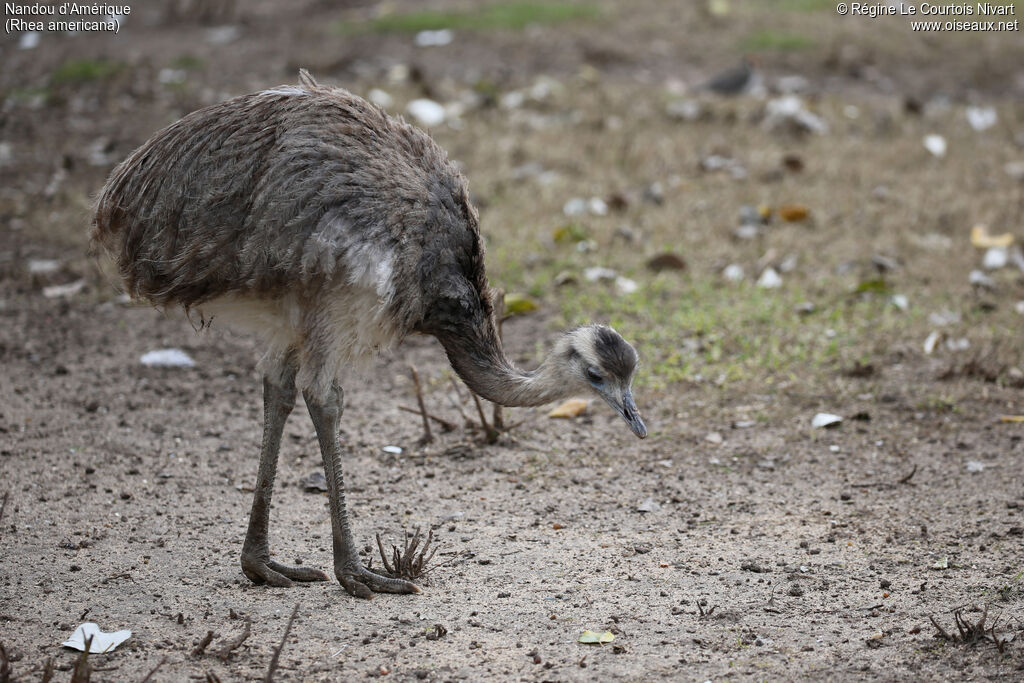 Greater Rhea