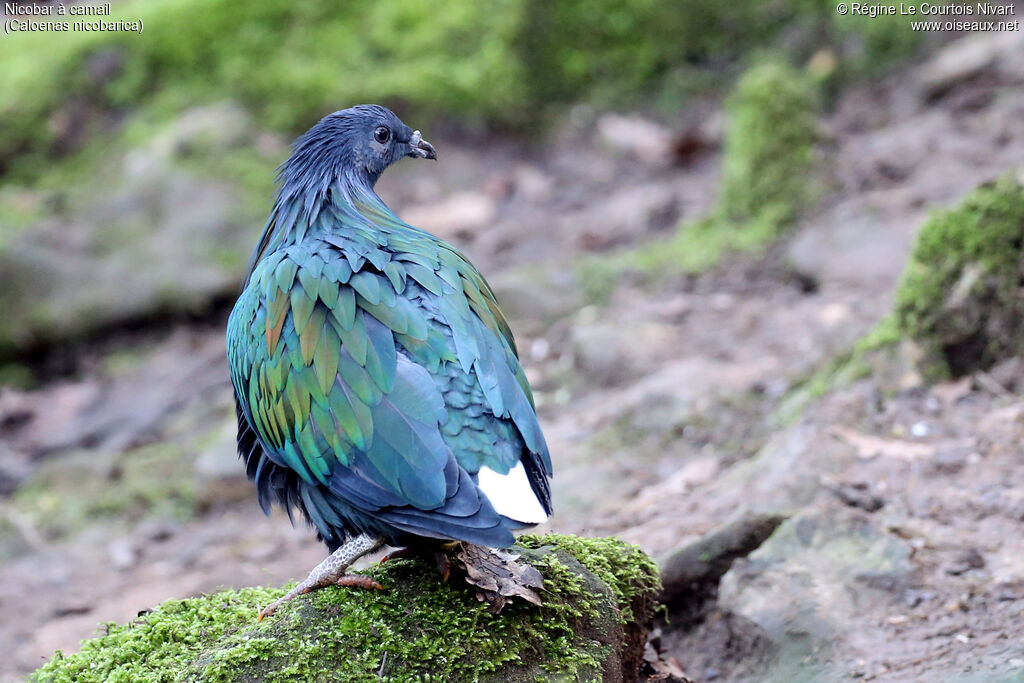 Nicobar Pigeon
