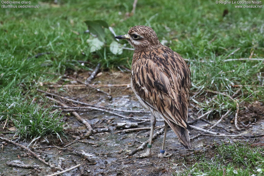 Eurasian Stone-curlew