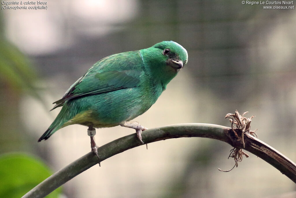 Organiste à calotte bleue