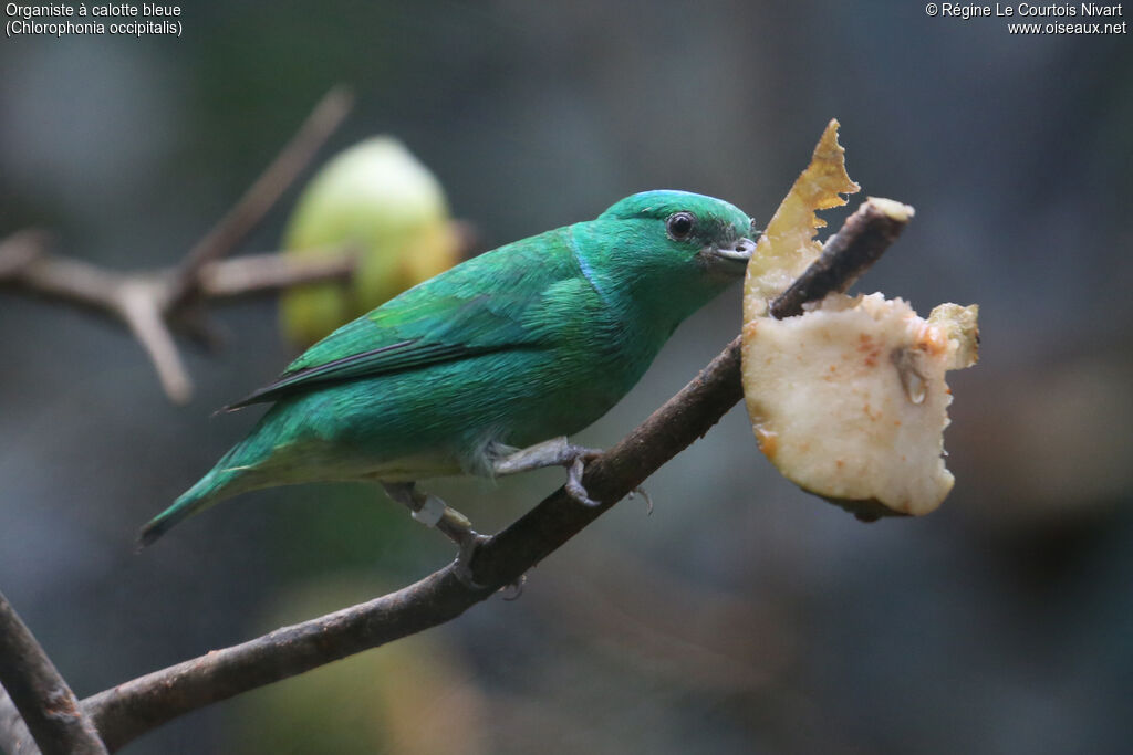 Organiste à calotte bleue