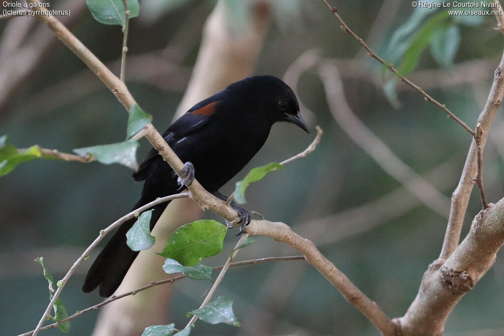 Oriole à galons - Oriole variable<br />