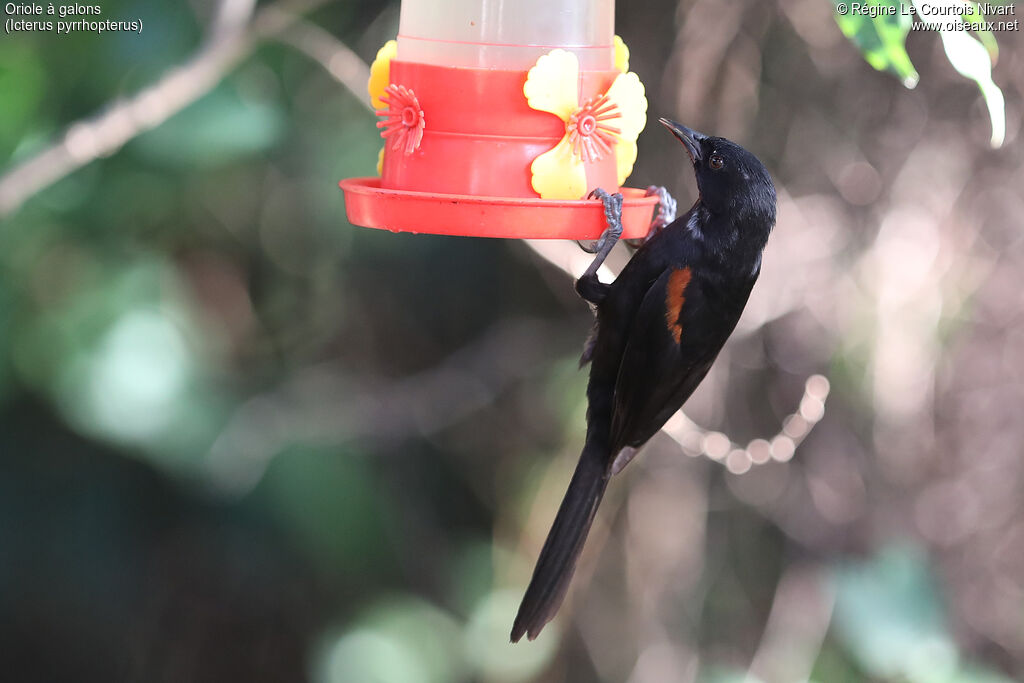 Oriole à galons - Oriole variable<br />