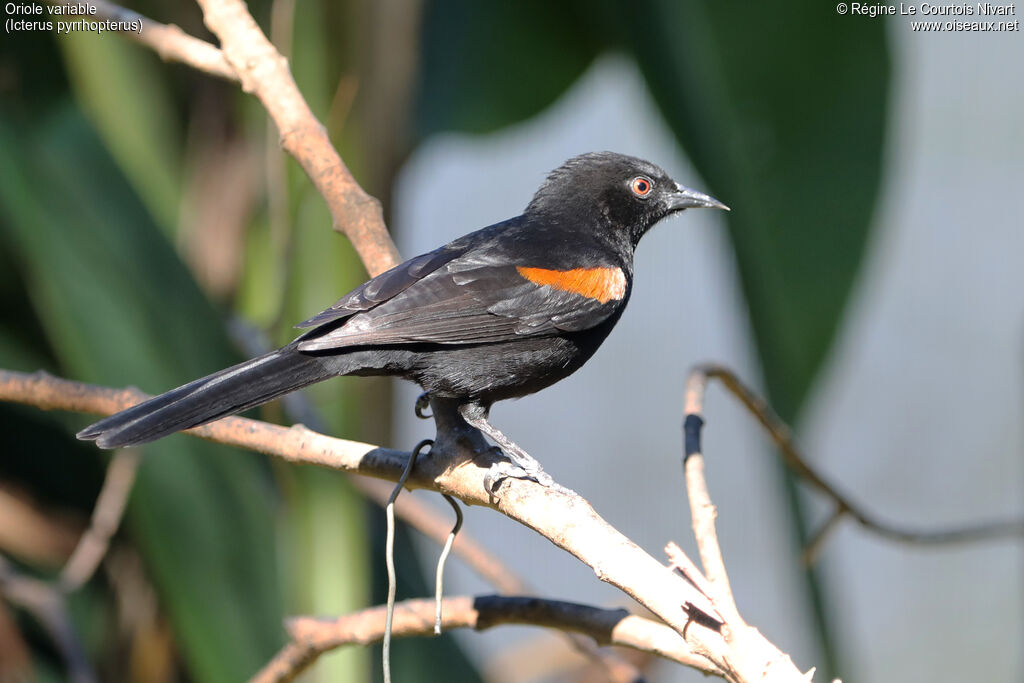Oriole variable