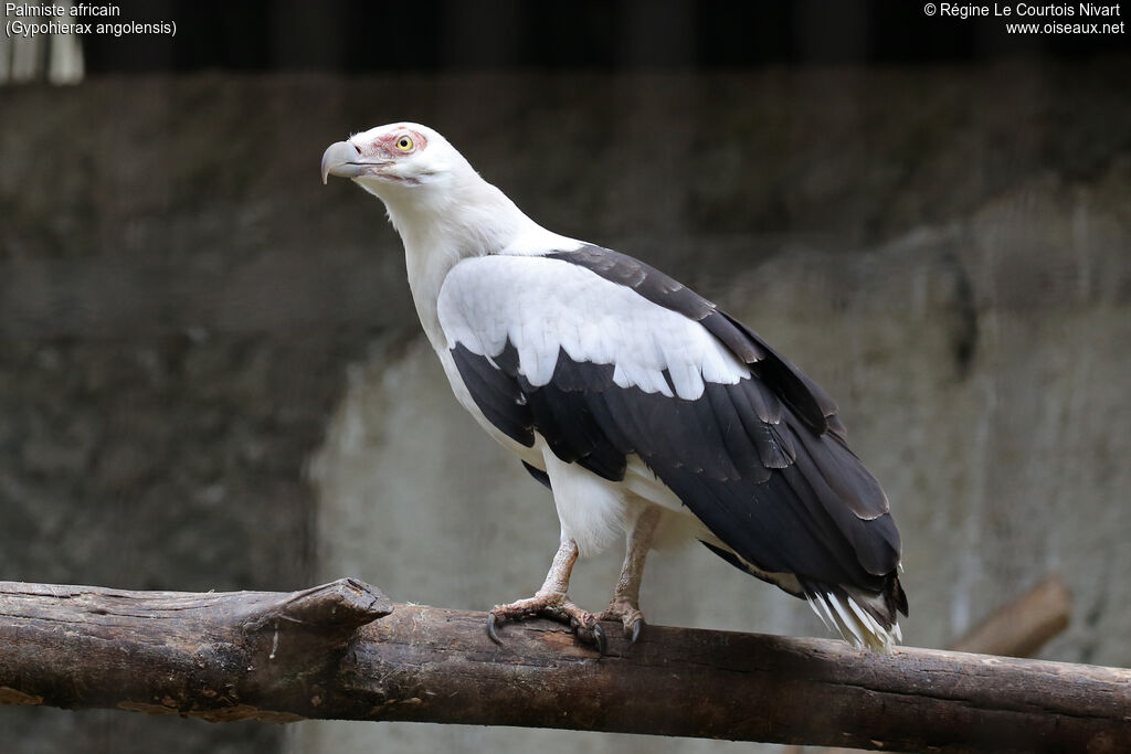Palm-nut Vulture