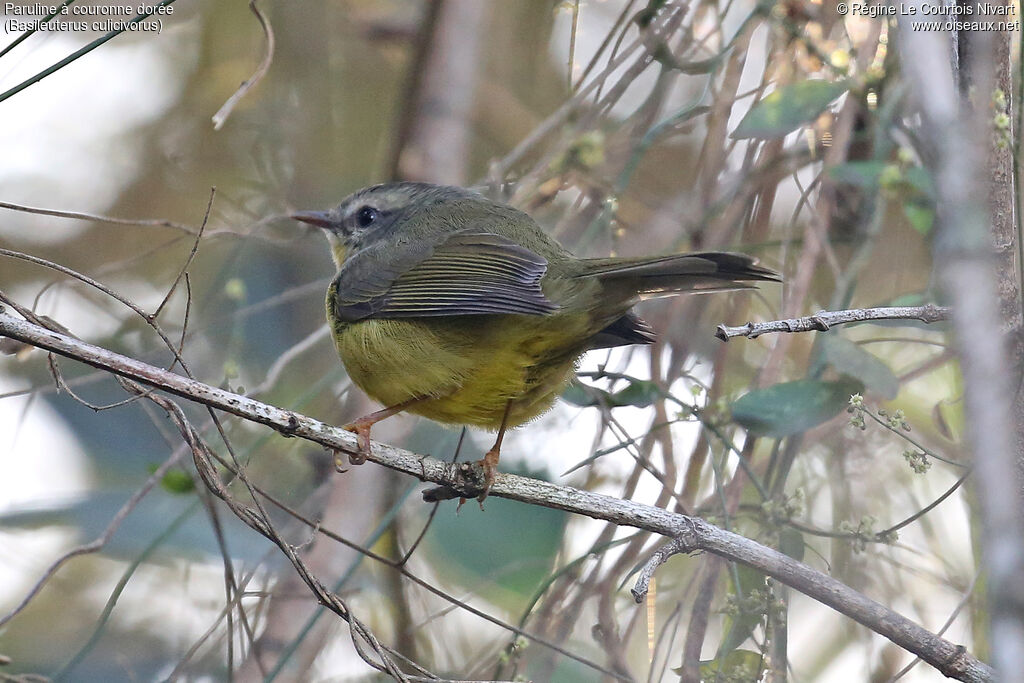 Paruline à couronne dorée