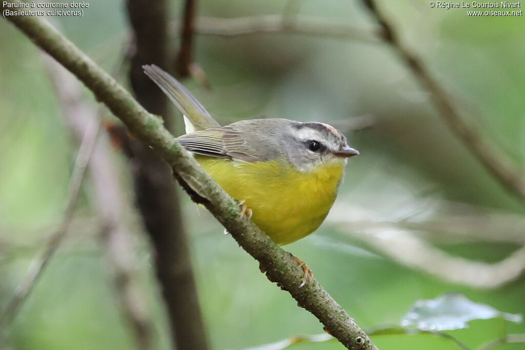 Paruline à couronne dorée