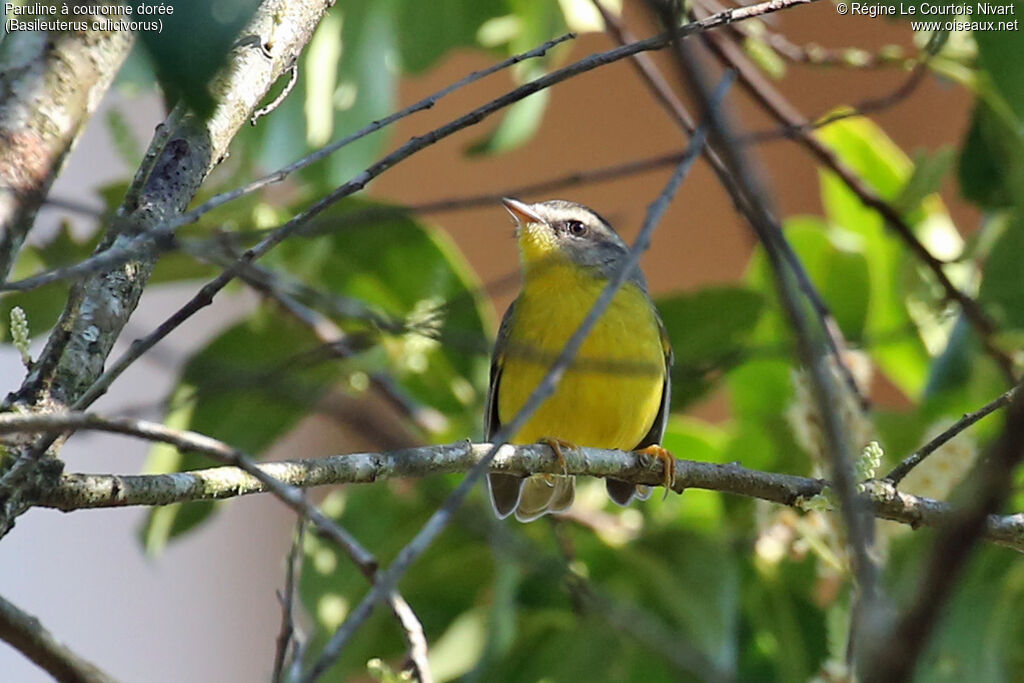 Paruline à couronne dorée