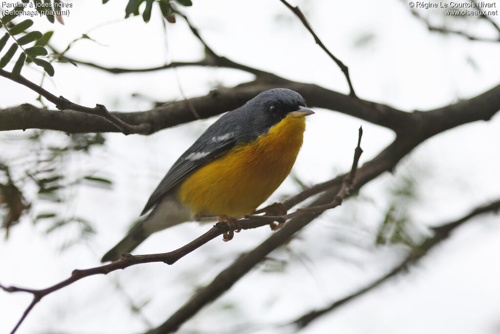 Paruline à joues noires
