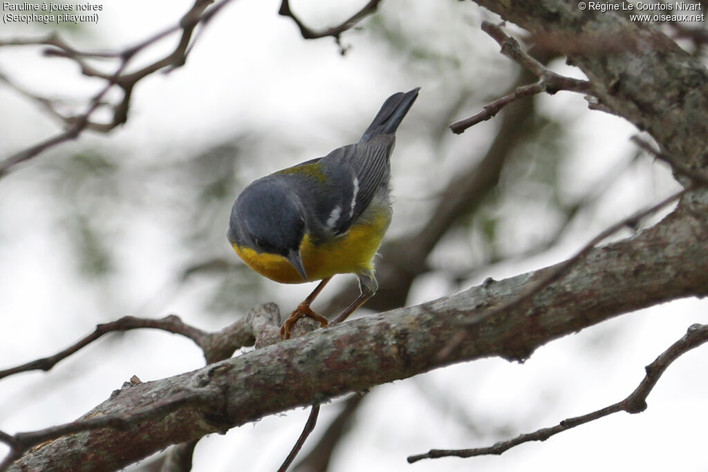 Paruline à joues noires