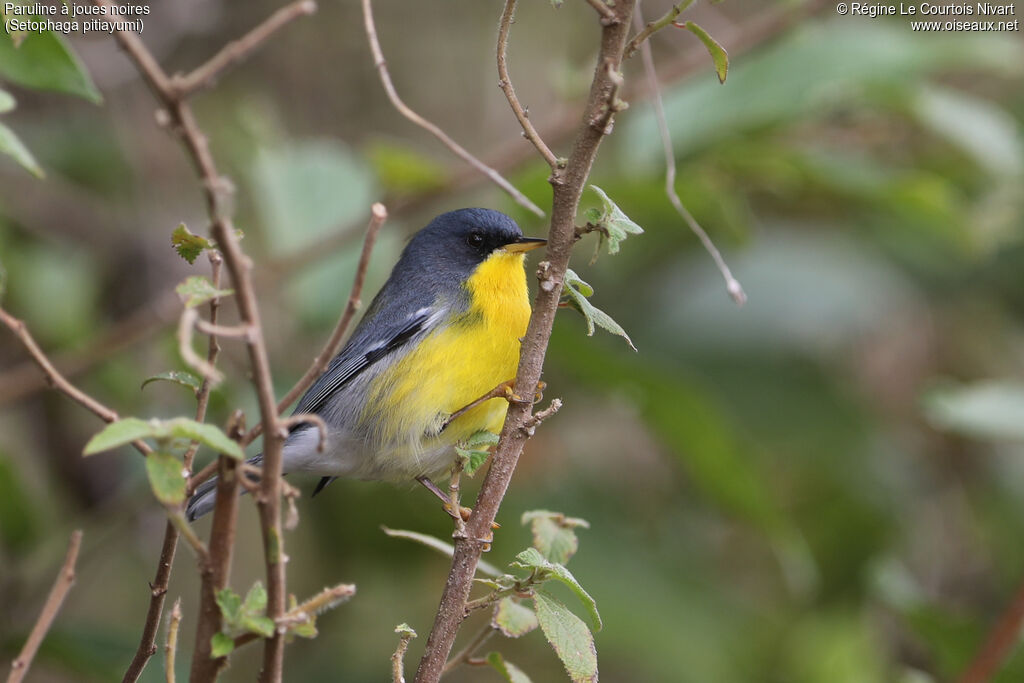 Paruline à joues noires