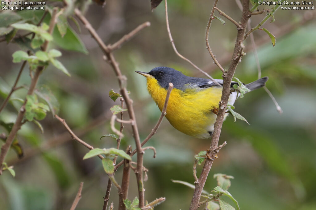 Paruline à joues noires