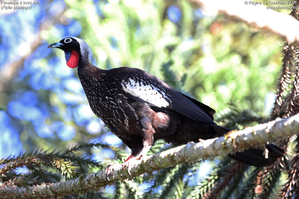 Black-fronted Piping Guan