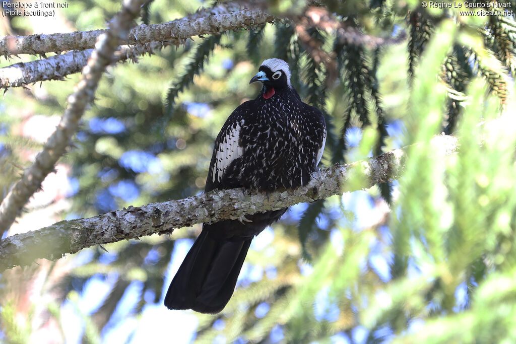 Black-fronted Piping Guan