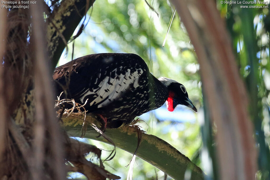 Black-fronted Piping Guan