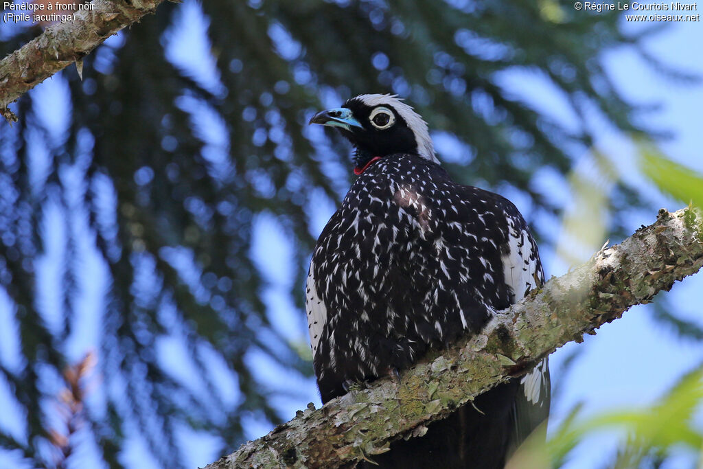 Black-fronted Piping Guan