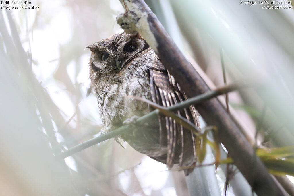Tropical Screech Owl