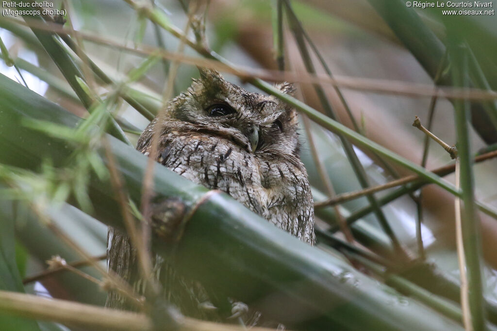 Tropical Screech Owl
