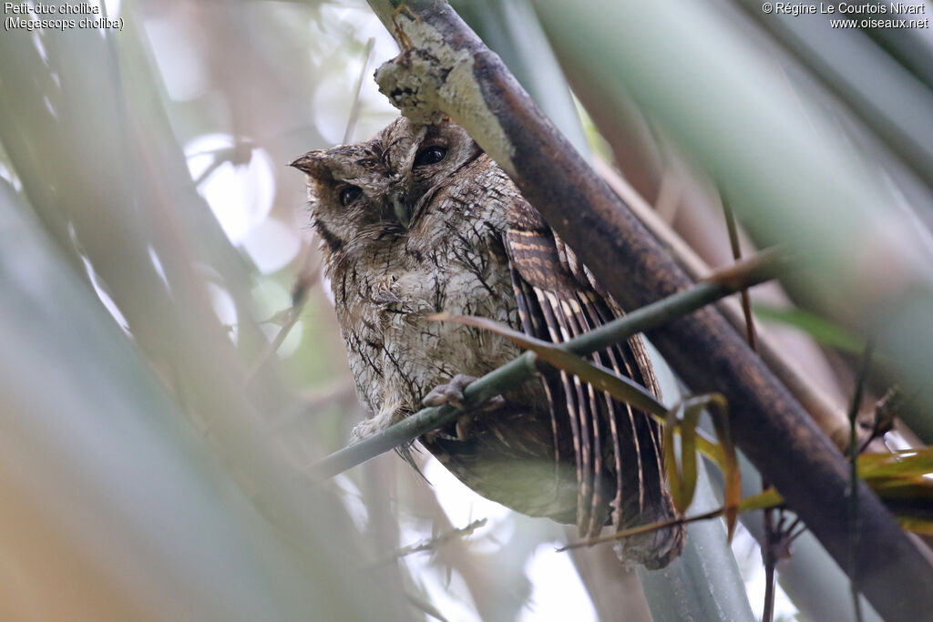 Tropical Screech Owl