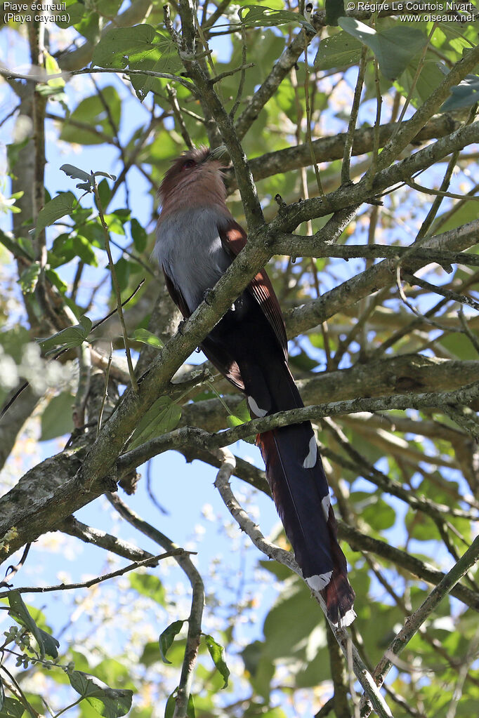 Squirrel Cuckoo
