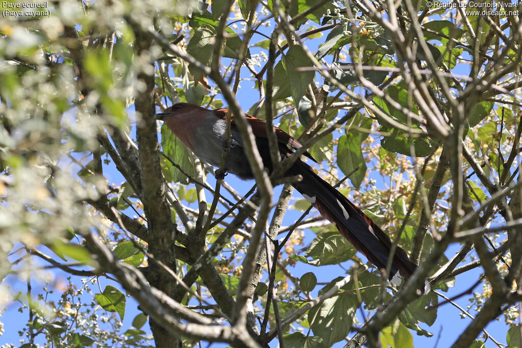 Squirrel Cuckoo