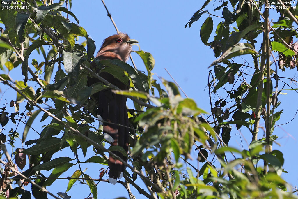 Squirrel Cuckoo