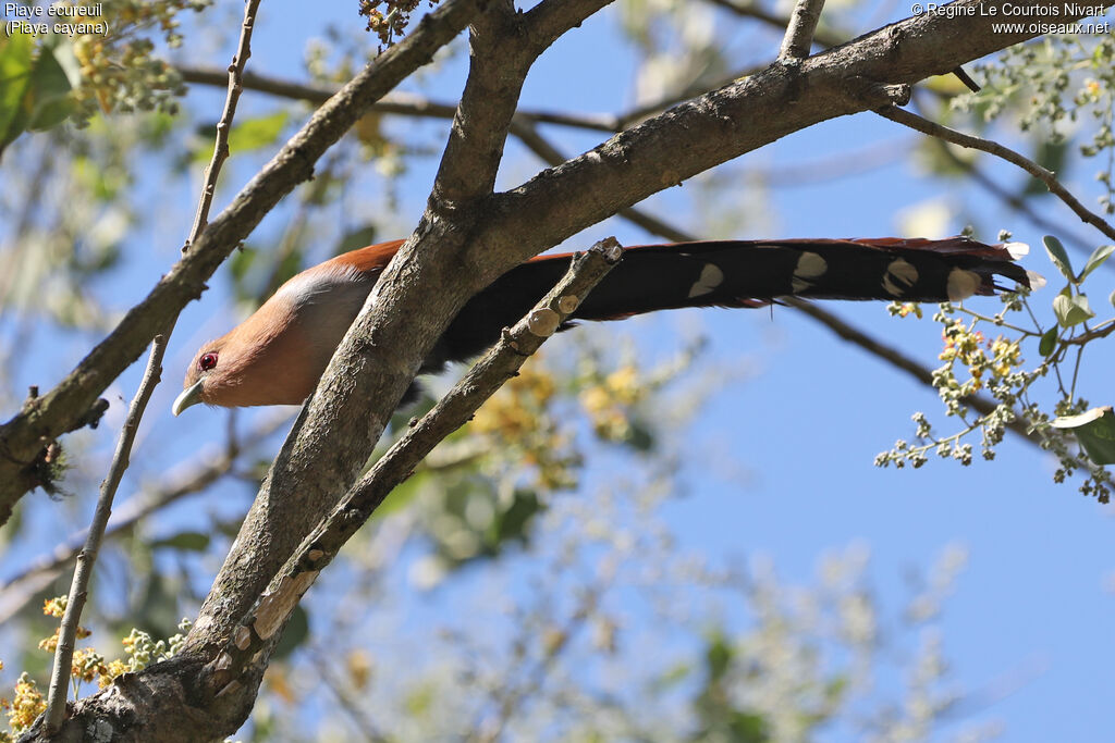 Squirrel Cuckoo