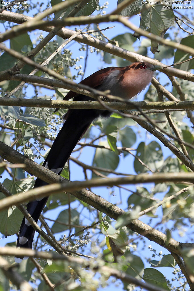 Squirrel Cuckoo