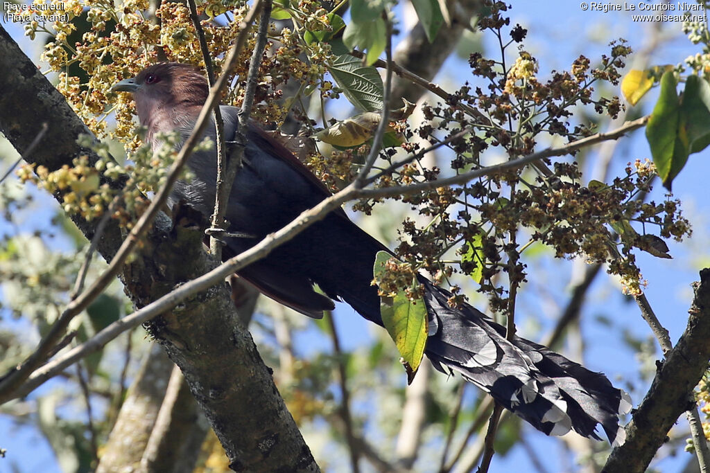 Squirrel Cuckoo
