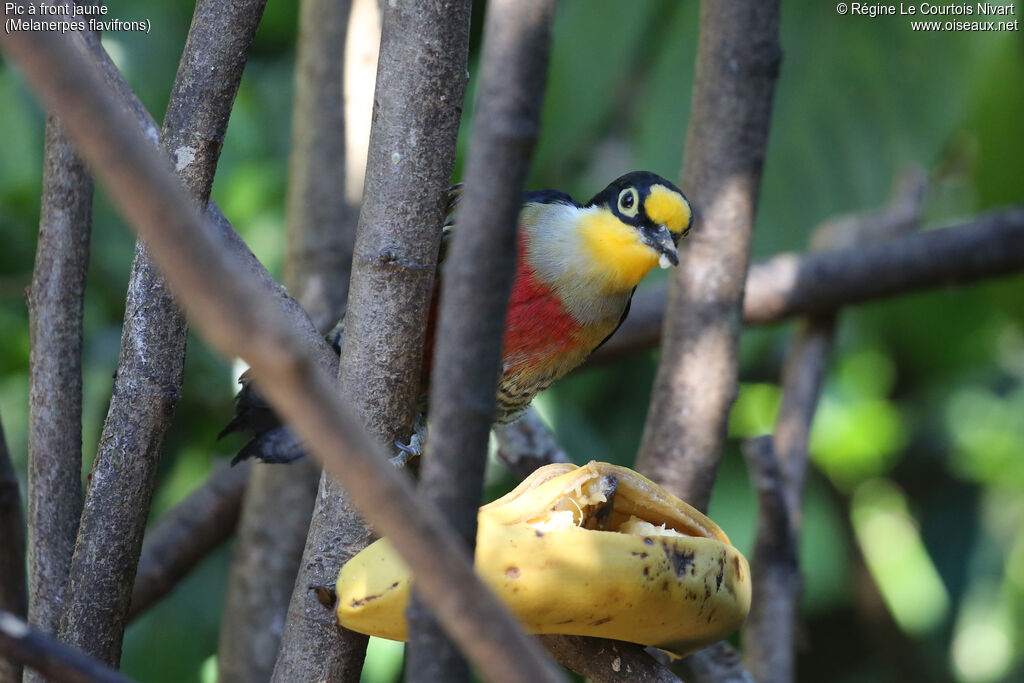 Yellow-fronted Woodpecker