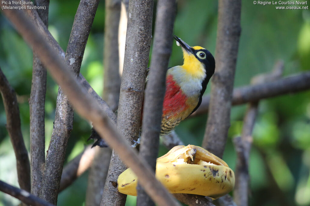 Yellow-fronted Woodpecker