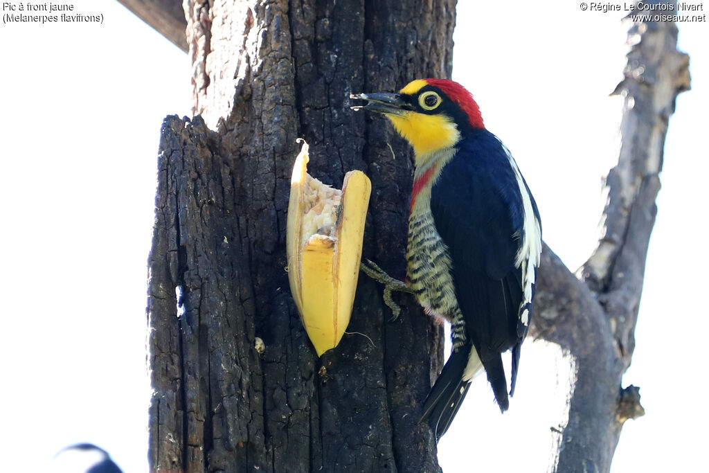 Yellow-fronted Woodpecker
