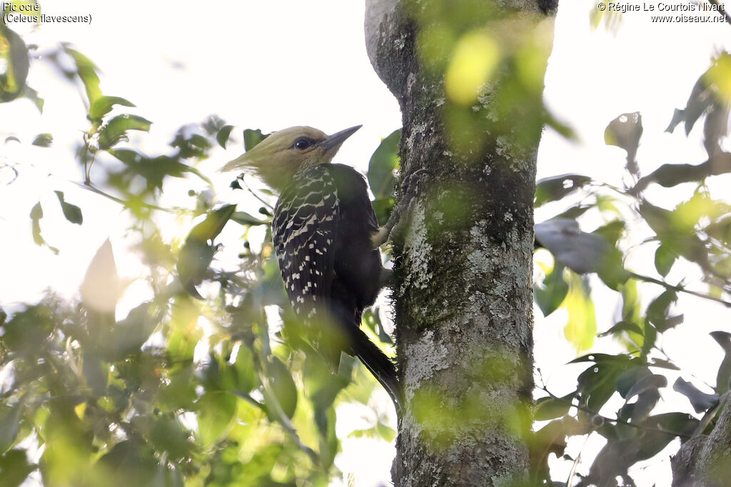 Blond-crested Woodpecker