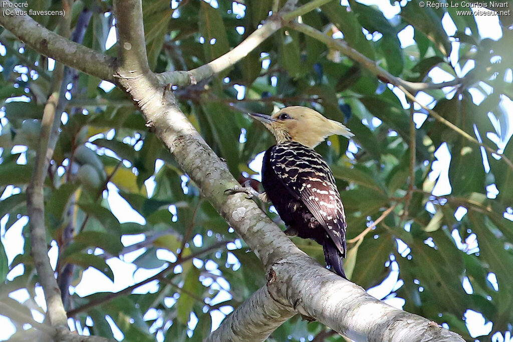 Blond-crested Woodpecker
