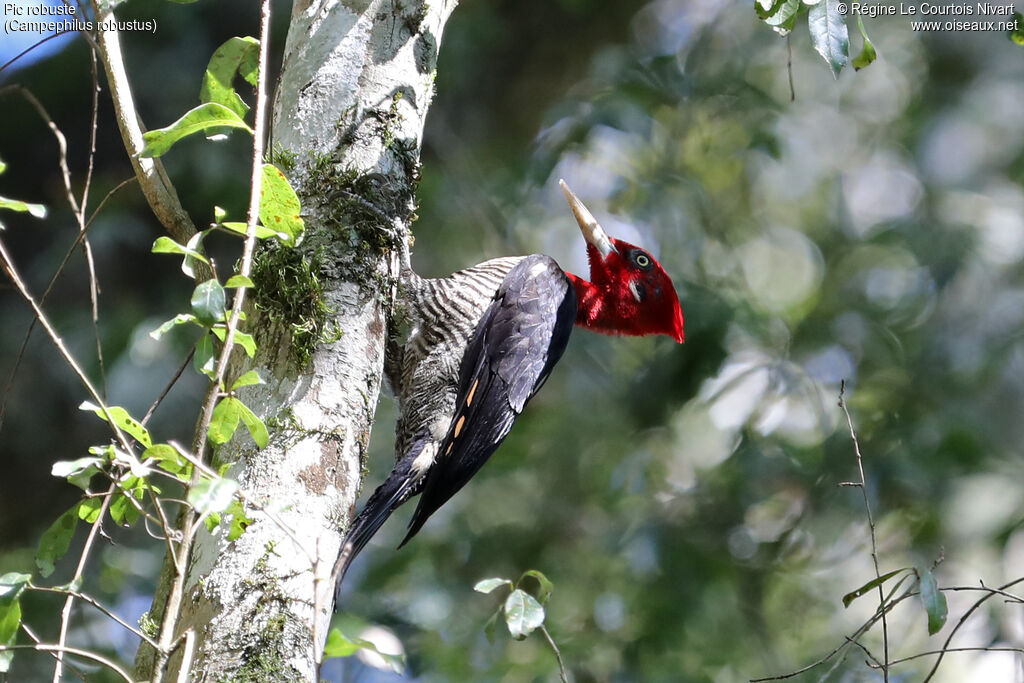 Robust Woodpecker
