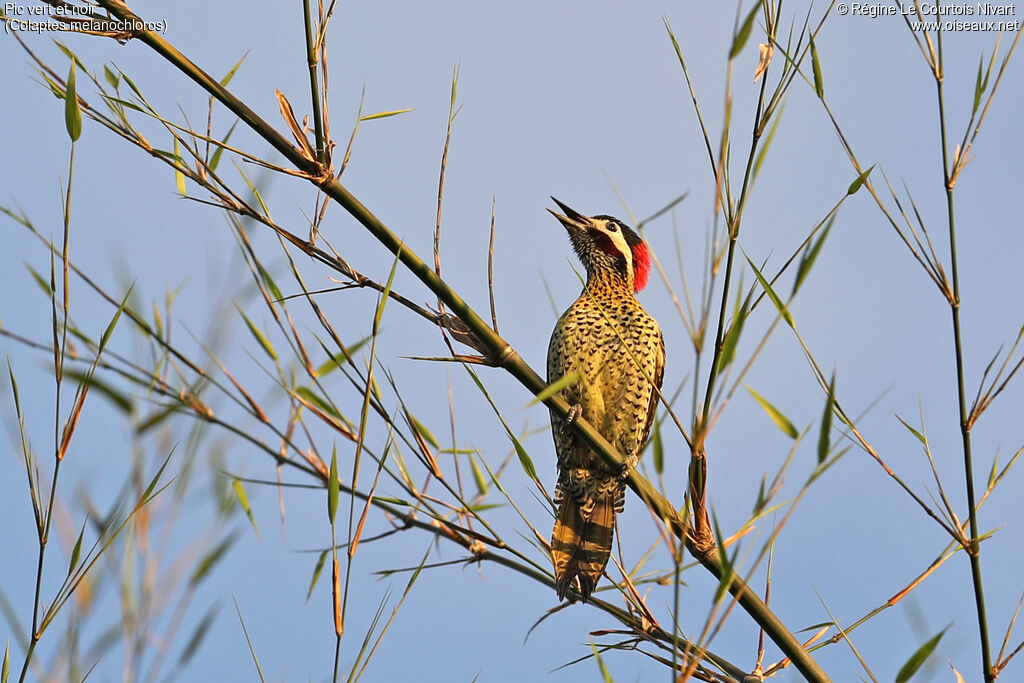 Green-barred Woodpecker, song