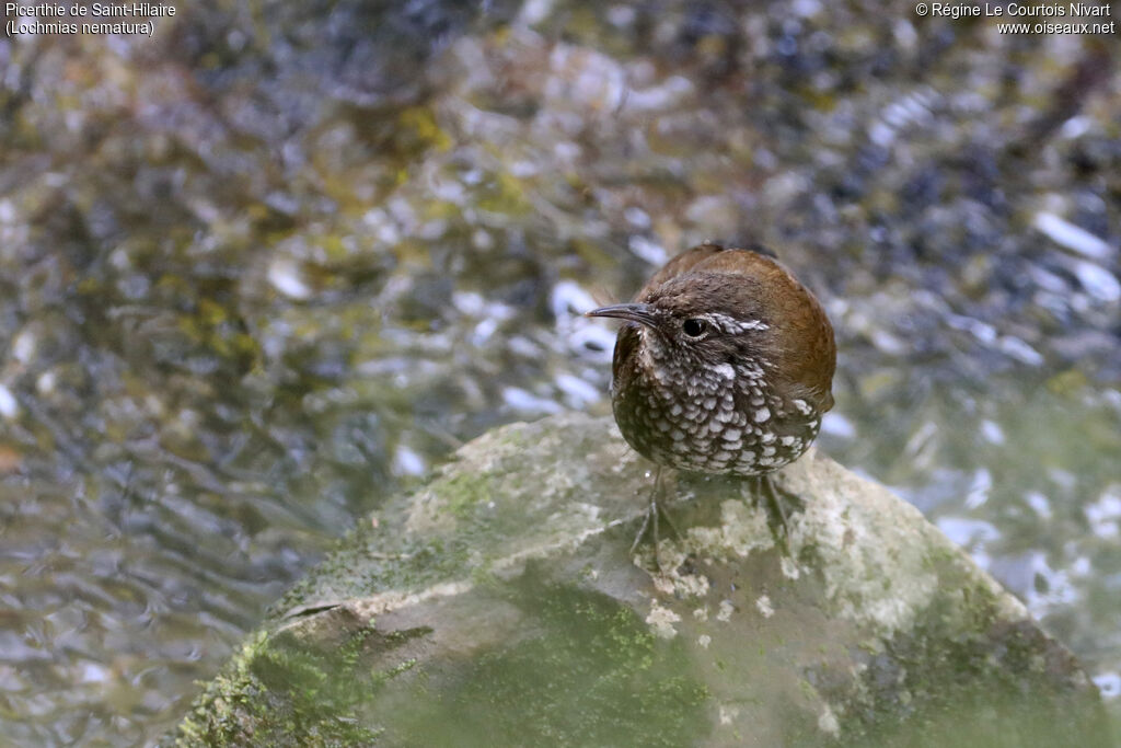 Sharp-tailed Streamcreeper